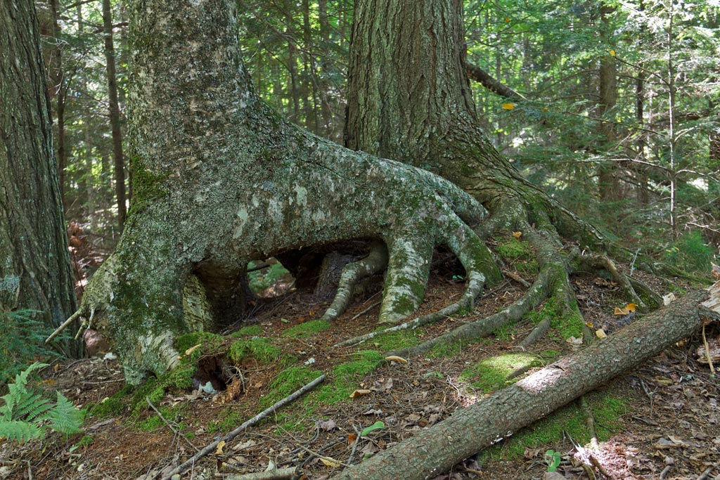 Franklin Nature Trail Image, Chequamegon-Nicolet National Forest