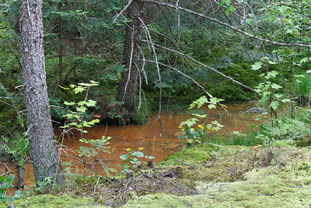 Bearskin State Trail Image