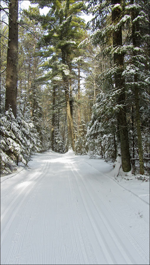 McNaughton Ski Trail Image
