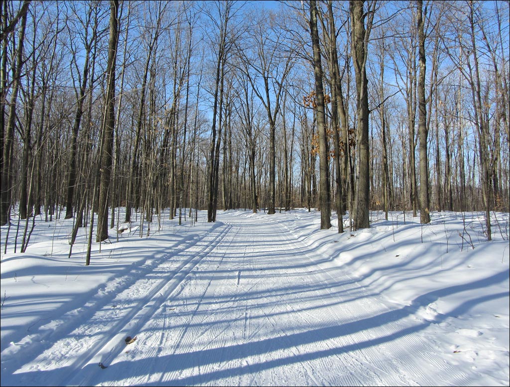 Nine Mile Forest Trail Image