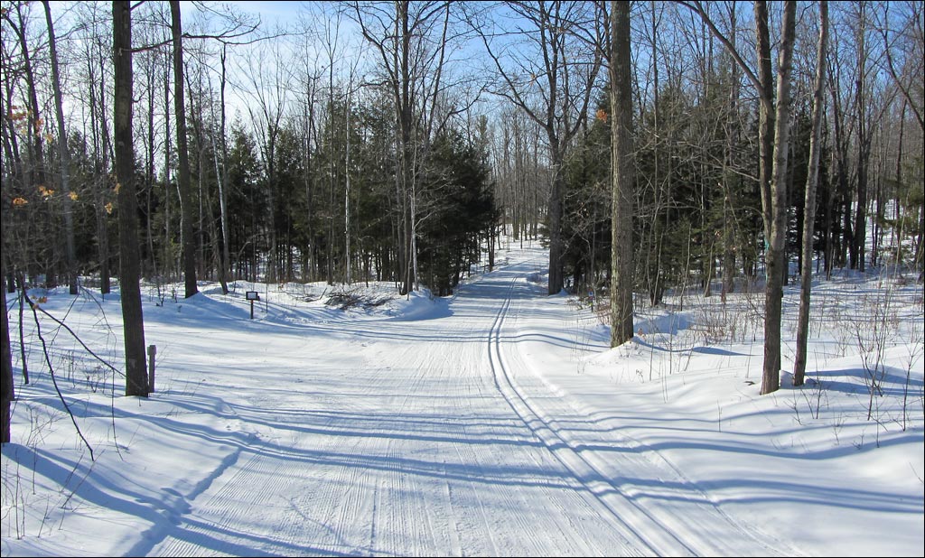 Nine Mile Forest Trail Image