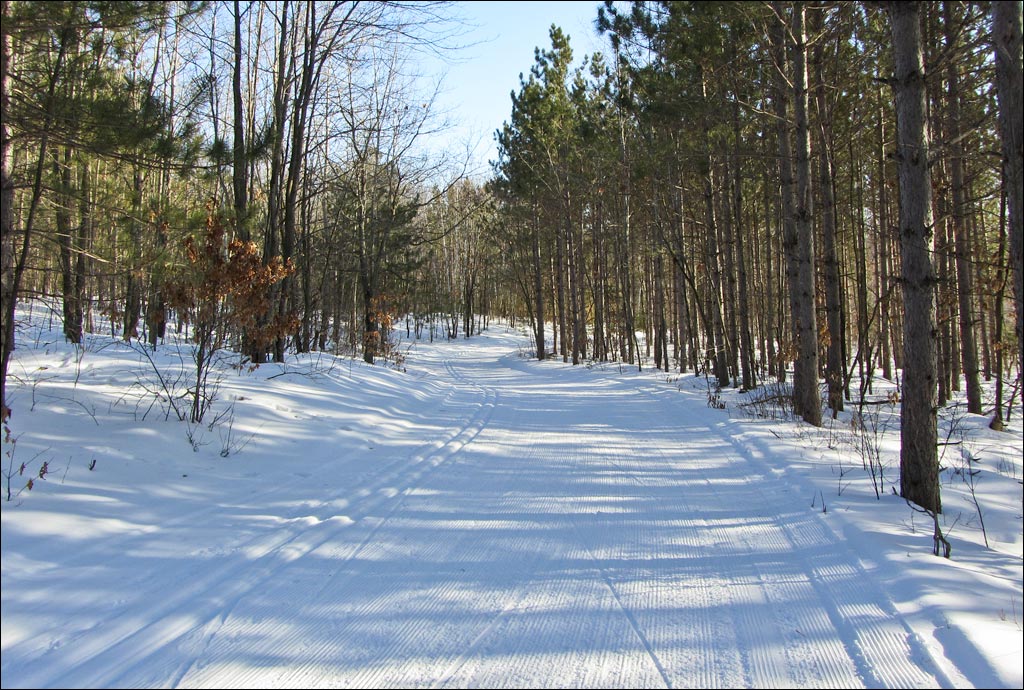 Nine Mile Forest Trail Image