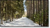 Madeline Lake Trail Photo