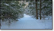 Rib Lake Trail Photo