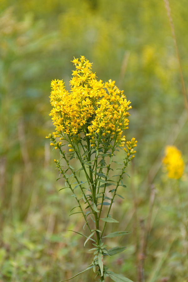 Chippewa Moraine State Recreation Area, Circle Trail Image