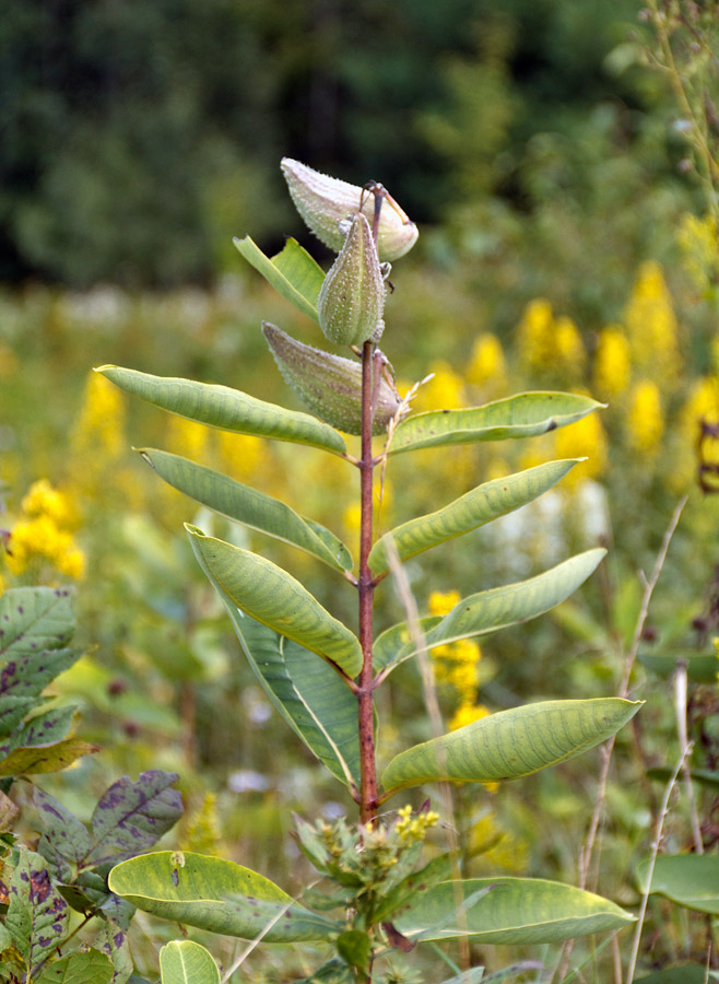 Chippewa Moraine State Recreation Area, Circle Trail Image