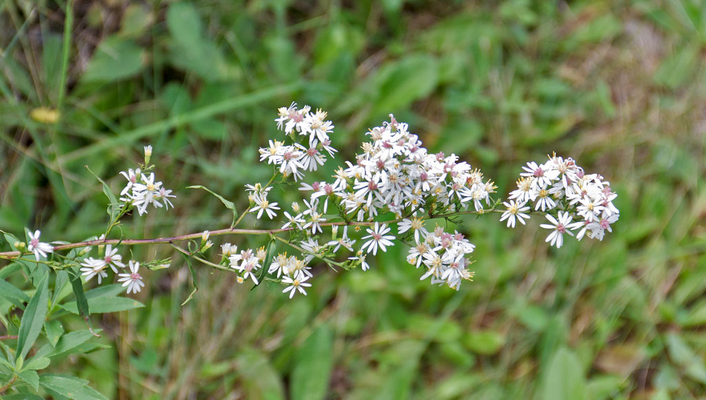 Chippewa Moraine State Recreation Area, Circle Trail Image
