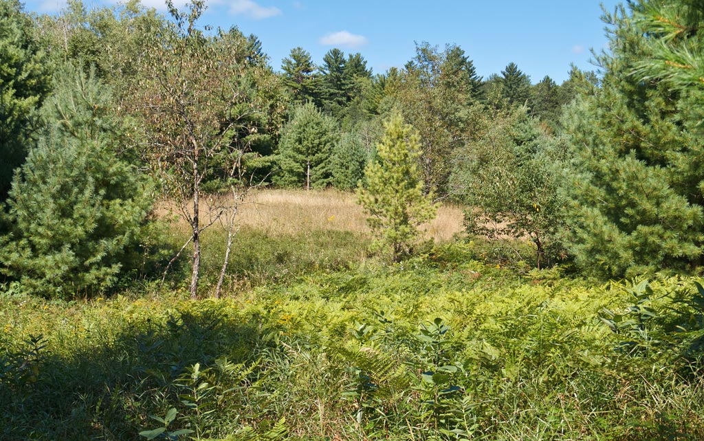 Forest Lodge Nature Trail Image