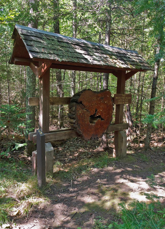 Forest Lodge Nature Trail Image