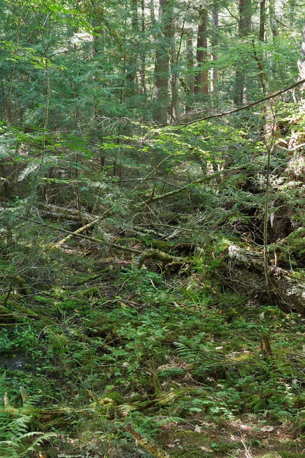 Forest Lodge Nature Trail Image