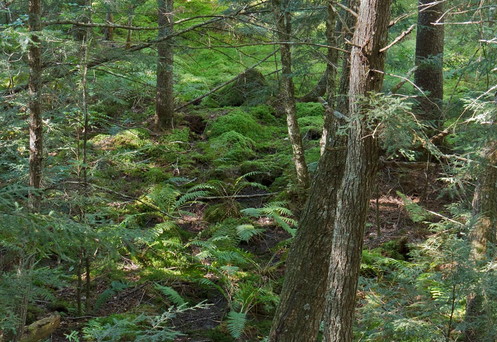 Forest Lodge Nature Trail Image