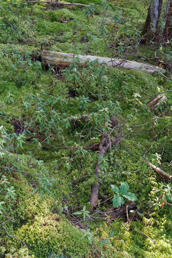 Forest Lodge Nature Trail Image