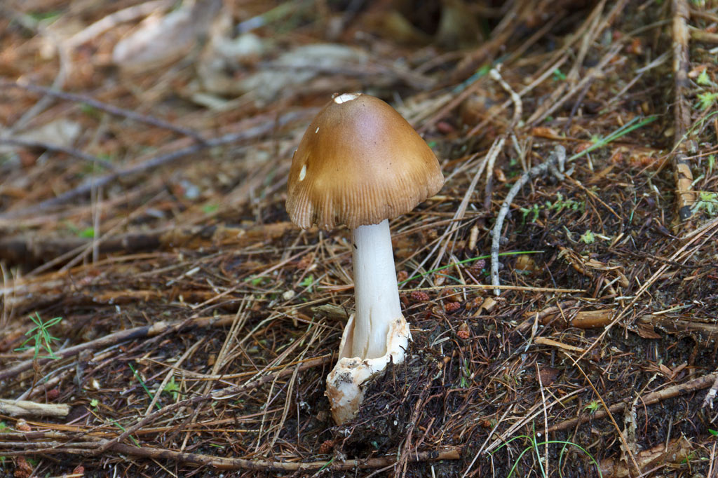 Forest Lodge Nature Trail Image
