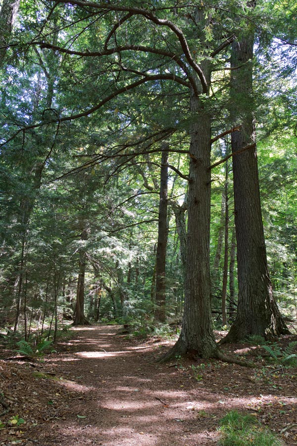 Franklin Nature Trail Image, Chequamegon-Nicolet National Forest