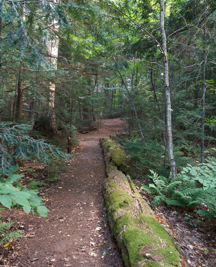 Franklin Nature Trail Image, Chequamegon-Nicolet National Forest