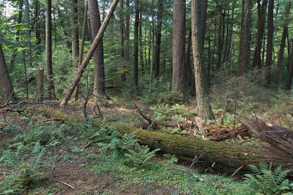 Franklin Nature Trail Image, Chequamegon-Nicolet National Forest