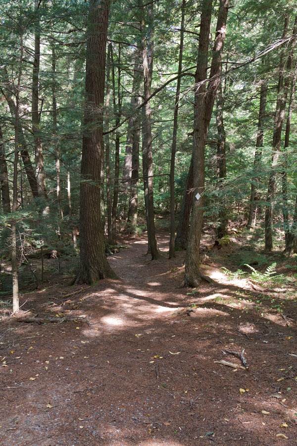 Franklin Nature Trail Image, Chequamegon-Nicolet National Forest