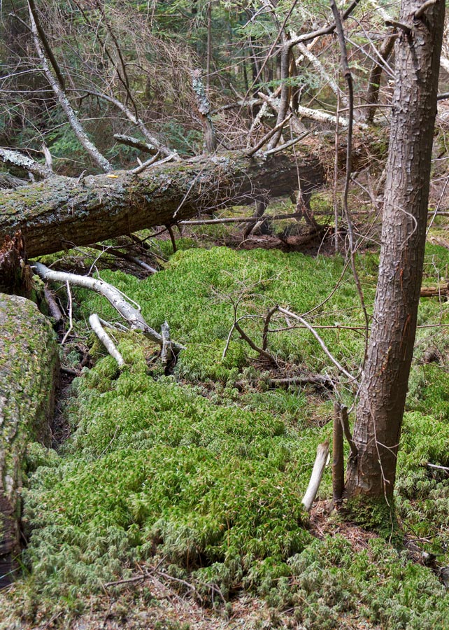 Franklin Nature Trail Image, Chequamegon-Nicolet National Forest