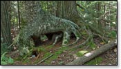 Franklin Nature Trail Image