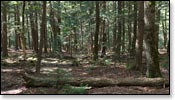 Franklin Nature Trail Image