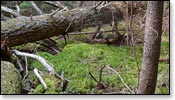 Franklin Nature Trail Image