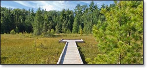 Forest Lodge Trail Boardwalk