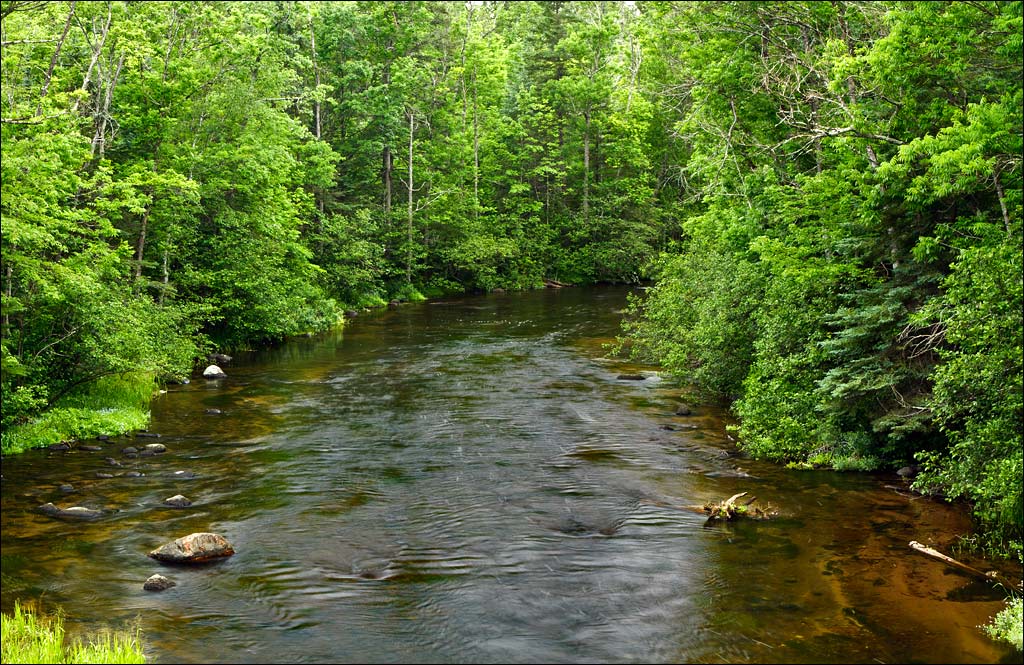 Bois Brule River paddle trail image