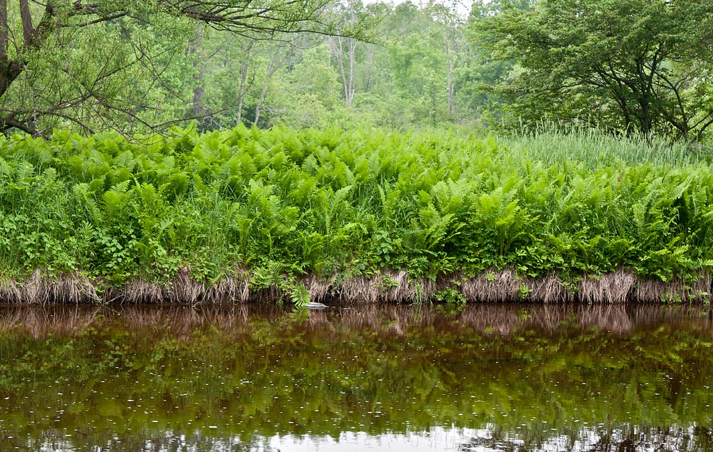 Eau Claire River Paddle Trail Image