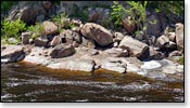 Black River Image