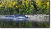 Black River Image