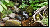 Bois Brule River Image