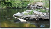 Brule River Image