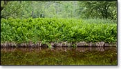 Eau Claire River Image