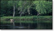 Flambeau River Image