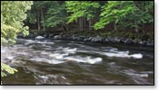 Wolf River Image